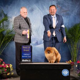 Briar - Pomeranian