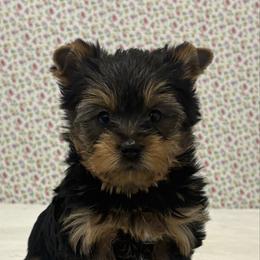 Roamie - Blue and gold male Yorkshire Terrier puppy in Monticello, Iowa from Ashley’s Puppies