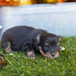 Wyatt - Black tri male Miniature American Shepherd puppy in Granbury, Texas from Best Little Aussies