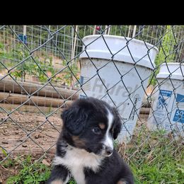 Toy Australian Shepherd Puppies from Honeybee Haven's Toy Aussies