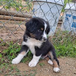 Toy Australian Shepherd Puppies from Honeybee Haven's Toy Aussies