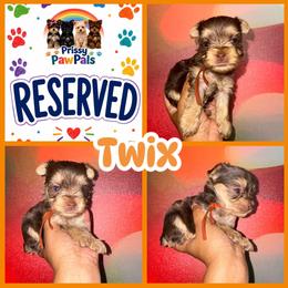Twix - Chocolate and tan female Yorkshire Terrier puppy in Flowood, Mississippi from Prissy PawPals