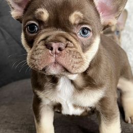 French Bulldogs from The Frenchie Connection SD