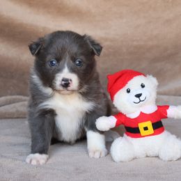 Kevin - Blue Collar - AKC - Blue male Border Collie puppy in Courtland, Alabama from C Bar C Ranch Border Collies