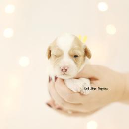 Sparkles (Yellow Collar) - Blenheim female Cavapoo puppy in Republic, Missouri from Red Skye Puppies