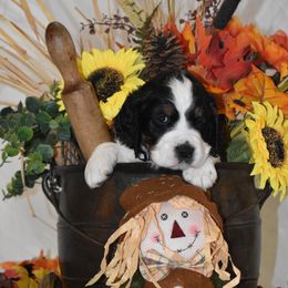 Light Blue Collar - Black white and tan male English Springer Spaniel puppy in Westmorland, California from IV Springers of California