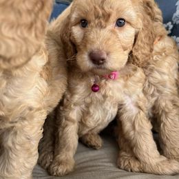 Double Doodle and Goldendoodle Puppies from My Favorite Doodle