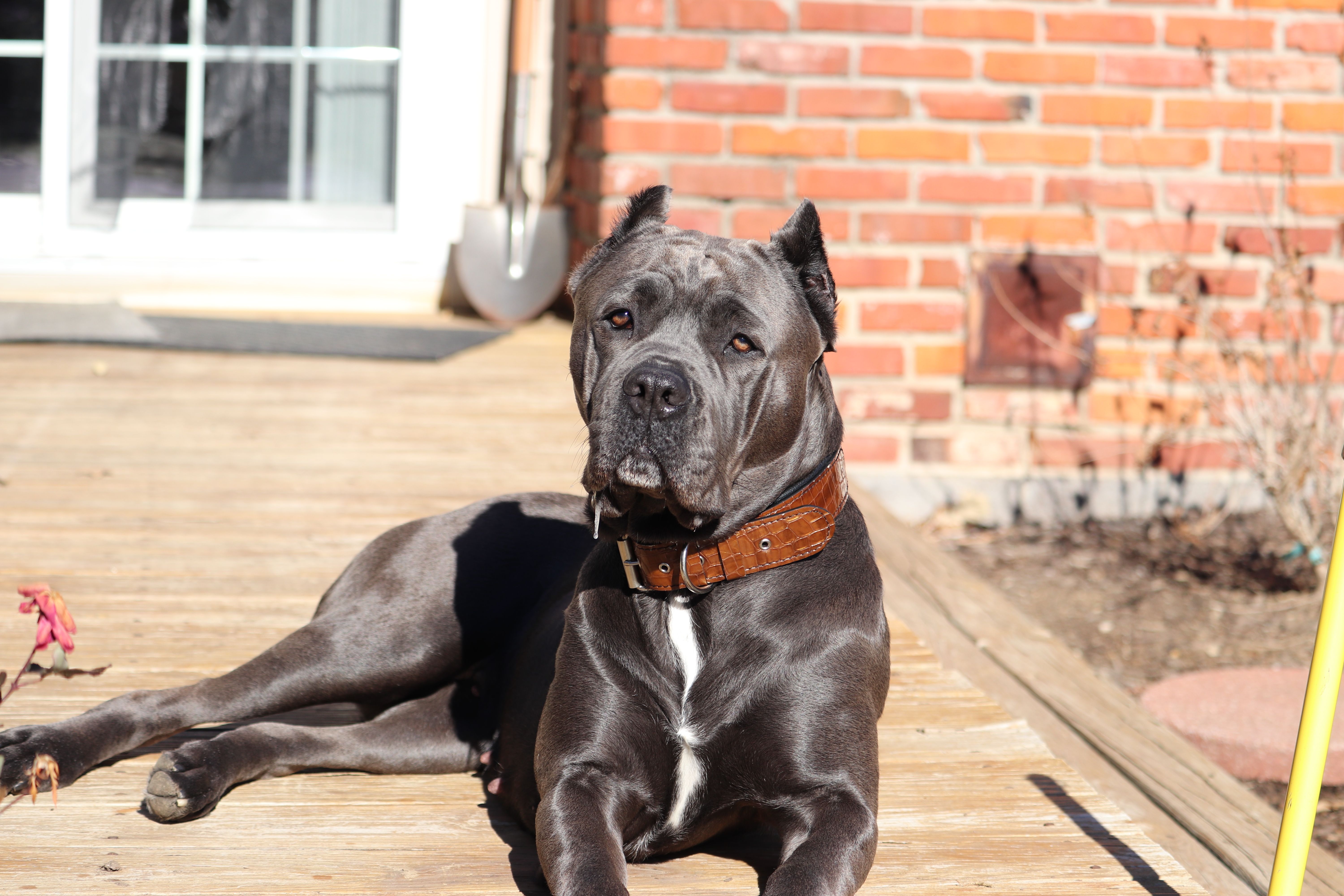 Cane Corso laying in the sun on a deck