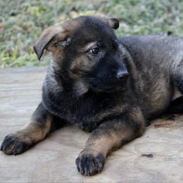 Sable female-2 - Sable female German Shepherd puppy in Cumming, Georgia from Cainedelup