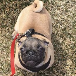 Dachshunds and Pugs from Michael Young's Pugs