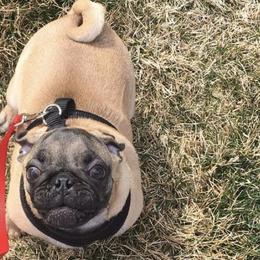 Dachshunds and Pugs from Michael Young's Pugs