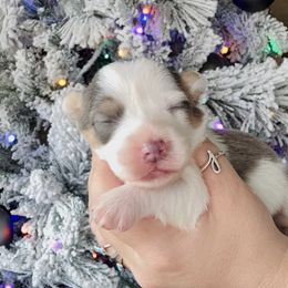 Armani - Gray and white female American Corgi puppy in Whitney, Texas from 5H Corgis