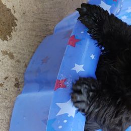 Scottish Terriers from Heartland's