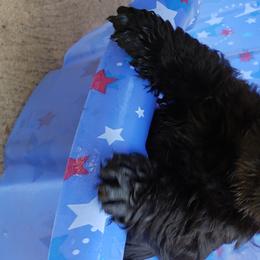 Scottish Terriers from Heartland's