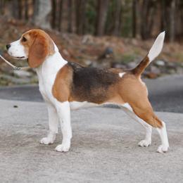 Beagles and Whippets from Sinaj