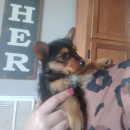 Arrow - Black and tan male Yorkshire Terrier puppy in Walhalla, South Carolina from Mcmahan Kennels