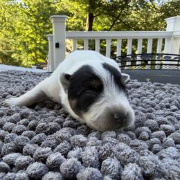 Girl 2 - Blue speckled female Australian Cattle Dog puppy in Amesbury, Massachusetts from Fox Hill Farm & K9