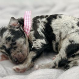 Dina - Blue merle Aussiedoodle puppy in Chattanooga, Tennessee from Remedy Ridge Aussiedoodles