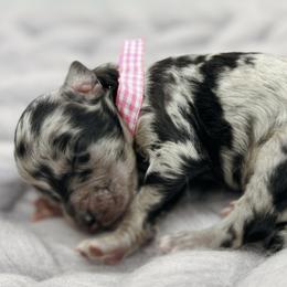 Dina - Blue merle Aussiedoodle puppy in Chattanooga, Tennessee from Remedy Ridge Aussiedoodles