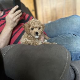 Assorted Doodle Crosses, Cavapoo, and Morkie Puppies from Kay’s Cutie Poos