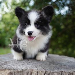 Felix (Tri Fluff) - Black and tan male Pembroke Welsh Corgi puppy in Straughn, Alabama from Magnolia Creek Corgis