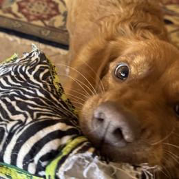 Nova Scotia Duck Tolling Retrievers from Superstition Tollers