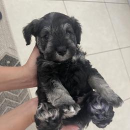 Miniature Schnauzer Puppies from Aria's Miniature Schnauzers