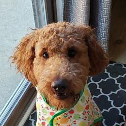 Evie - Poodle