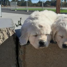 Golden Retriever and Pug Puppies from Ebert Pugs