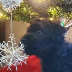 Cole - Mini Whoodle F2 - Black male Whoodle puppy in Tomball, Texas from Texas Puppy Dreams LLC dba Whoodles and Co.