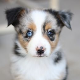 Australian Shepherd, Miniature American Shepherd, Miniature Australian Shepherd, and Toy Australian Shepherd Puppies from Painted Blue Aussies
