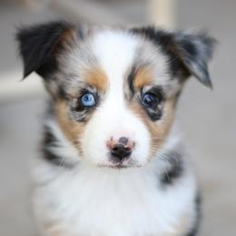 Australian Shepherd, Miniature American Shepherd, Miniature Australian Shepherd, and Toy Australian Shepherd Puppies from Painted Blue Aussies