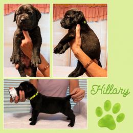 Girl 2 - Black female Cane Corso puppy in Scott County, Tennessee from Nuovo Inizi Kennels