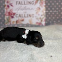 Lola - Black and cream female Dachshund puppy in Washington from Beautiful Doxies
