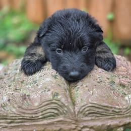 Girl 4 - Bi-color female German Shepherd puppy in Leon, West Virginia from Heart2Heart Kennels