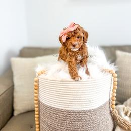 Elsie - Red  female Goldendoodle puppy in Cedar City, Utah from Cedar Doodles- Home of the Teddybear Goldendoodle