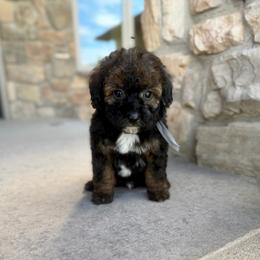 Blackjack - Sable male Bernedoodle puppy in Lamar, Colorado from Jozlyn’s Pups