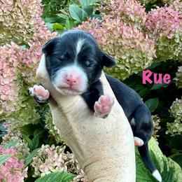 Girl 2 - Tri-color female Bernedoodle puppy in Midland, Michigan from Northern Charm Farm