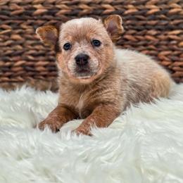 (Pink) Billie - Red speckled female Australian Cattle Dog puppy in Burleson, Texas from Bluebonnet Heelers