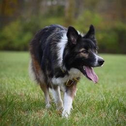 Quill - Sable female Border Collie puppy in Nicholasville, Kentucky from SaturnMoon MAS & BC