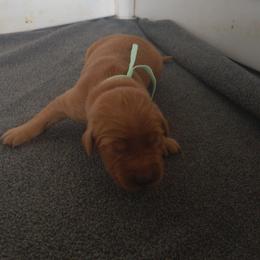 Sage-Mint collar (1st pick female) - Dark golden female Golden Retriever puppy in Tenino, Washington from Oak River Goldens'