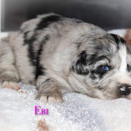 Ebi - Blue merle female Australian Shepherd puppy in Coldwater, Michigan from Northern Star Australian Shepherds