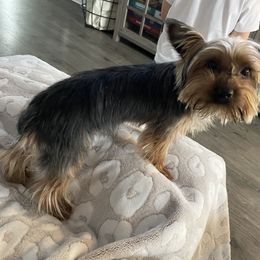 Copper - Yorkshire Terrier