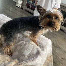 Copper - Yorkshire Terrier