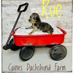 Rue - Dapple female Dachshund puppy in Cincinnati, Ohio from Caines Dachshund Farm