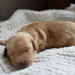 Goldendoodle Puppies from Edge Farm Goldendoodles