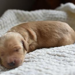 Goldendoodle Puppies from Edge Farm Goldendoodles