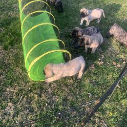 Cockapoo and Mastiff Puppies from SMC Mastiffs / Muddy Boots Doodles