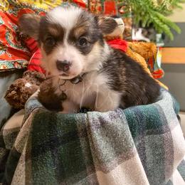 Walnut - Black and tan female Pembroke Welsh Corgi puppy in Fortine, Montana from North Star Pembroke Welsh Corgi's