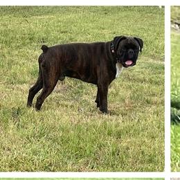 Amos - Boxer